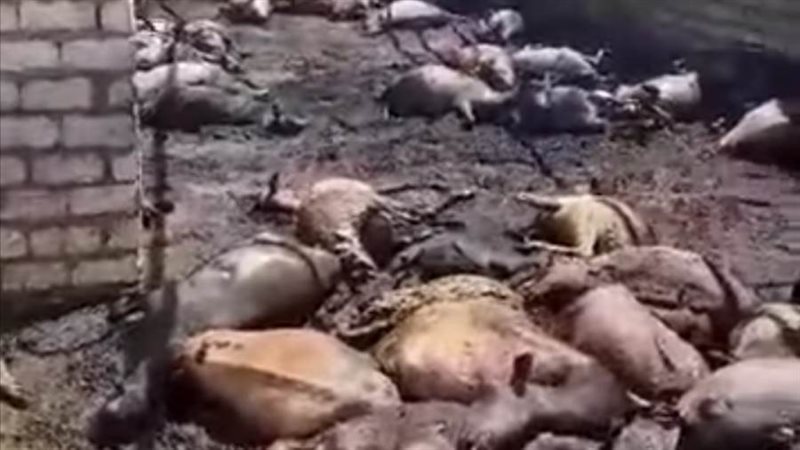 نفوق الأغنام بالمزرعه