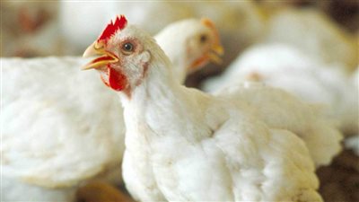 أسعار بورصة الدواجن اليوم الجمعة 9 يوليو 2021