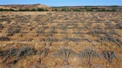 عاجل| مذبحة اللوز .. تعرف على الجاني 