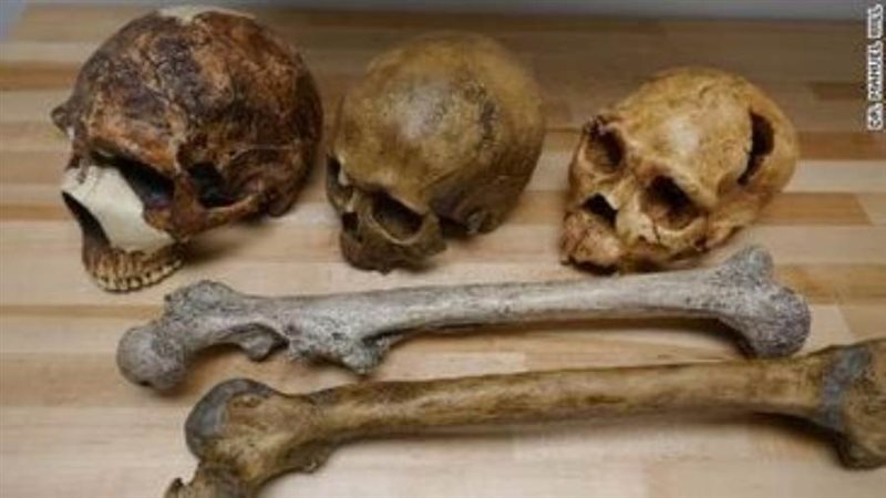 حجم الجماجم عبر الزمن