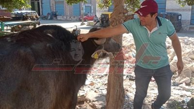 تحصين 135 ألف رأس ماشية بكفر الشيخ من الحمى القلاعي والوادي المتصدع