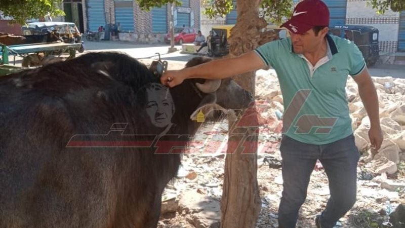 تحصين المواشي