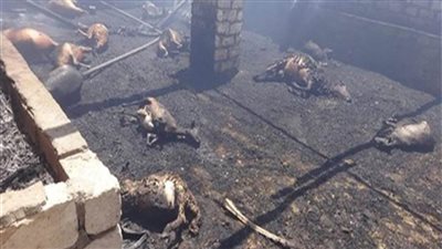 نفوق 12 رأس ماشية في حريق حظيرة مواشي بملوي 