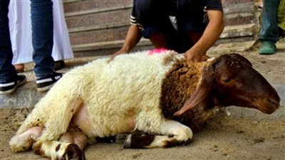 كيف تختار أضحية سليمة؟