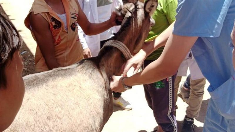 القافلة البيطرية