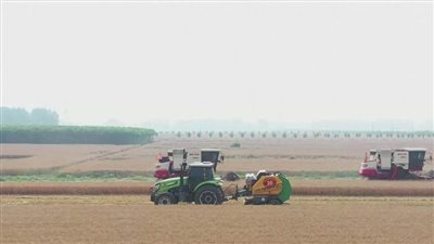 الصين تشهد زيادة في إنتاج الحبوب الصيفية خلال العام الجاري