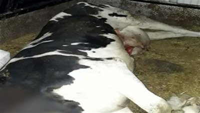 ضبط جزار ذبح بقرة خارج المجزر بسوهاج