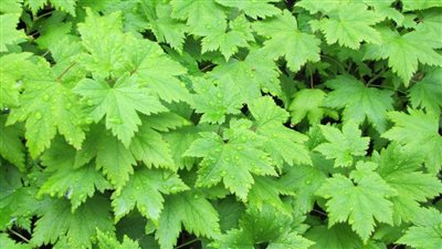 الزراعة: بحث جديد عن استخدامات النانو تكنولوجي في مكافحة أمراض النباتات