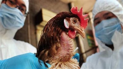 الصين تعلن تسجيل حالة إنفلونزا الطيور (H5N6)