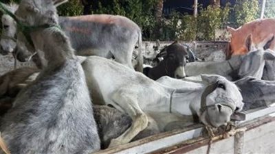 مصدر أمنى ينفي ضبط سيارة محملة بحمير نافقة بالفيوم