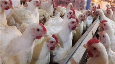 أسعار الدواجن اليوم| انخفاض ملحوظ في الأسعار تزامنا مع عيد الأضحى المبارك