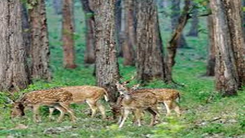 حماية واستعادة الغابات