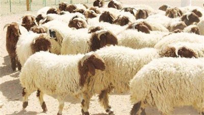 تعرف على كيفية اختيار الأضحية والتأكد من صحة لحومها بعد الذبح