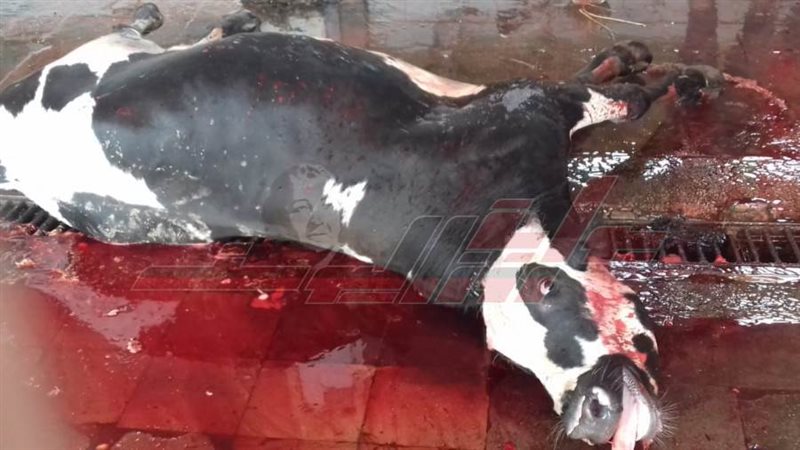 مجازر كفرالشيخ