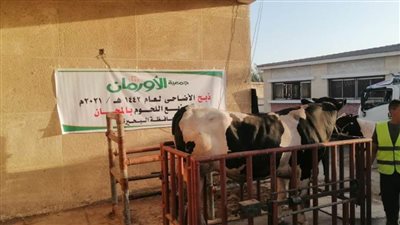 أورمان البحيرة تبدأ فى ذبح ٣٠ عجلاً وتوزيعها على مستحقيها