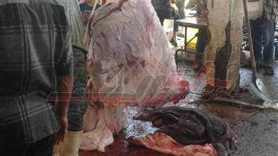 مجازر كفرالشيخ تستقبل 530 رأس ماشية في أول أيام العيد