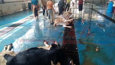  مجازر القليوبية تواصل استقبال الأضاحى فى ثانى أيام عيد الأضحى