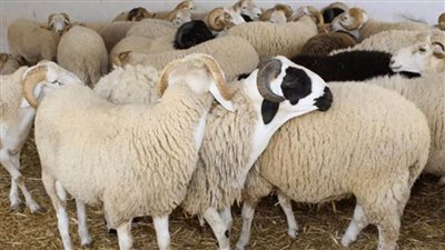 القابضة للصناعات الغذائية