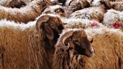 الأوقاف : بدء توزيع  120 طن لحوم أضاحي  كدفعة أولى بدءًا من الجمعة