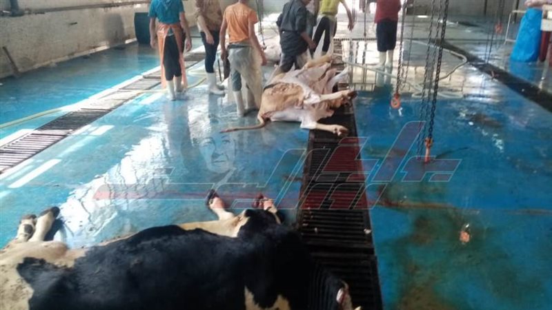 مجازر القليوبية