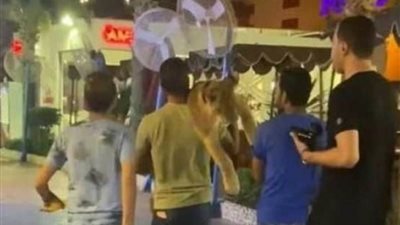تفاصيل واقعة حمل أسد على كتف شخص فى شوارع العين السخنة 