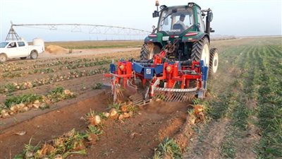 الزراعة: استمرار حصاد البنجر في مشروع غرب المنيا خلال إجازة العيد