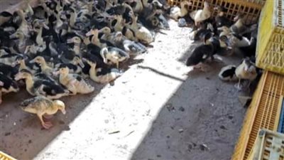 توزيع دفعة جديدة من الطيور على المتقدمين لمشروع تربية البط بالبحيرة