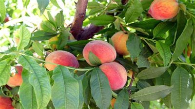 تكثيف المرور علي المصايد الخاصة بمكافحة ذبابتي الفاكهة والخوخ بالإدارة الزراعية بالقصاصين