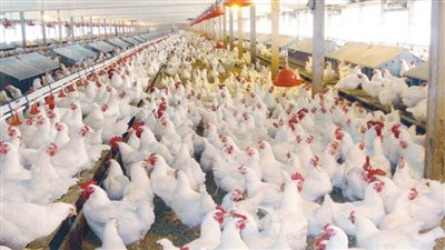  بورصة الدواجن| استقرار ملحوظ فى الأسعار... وصدور البط تسجل 56 جنيها 