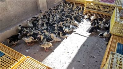 توزيع دفعة جديدة من الطيور على المتقدمين لمشروع تربية البط بالبحيرة