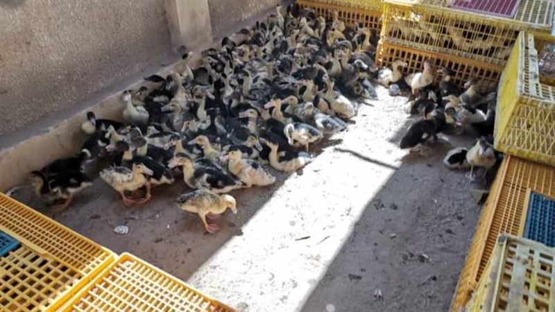 مشروع تربية البط