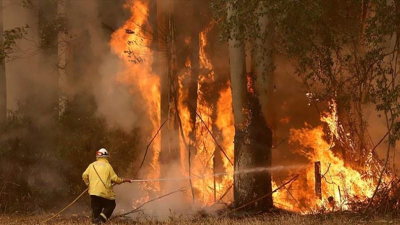 حرائق الغابات