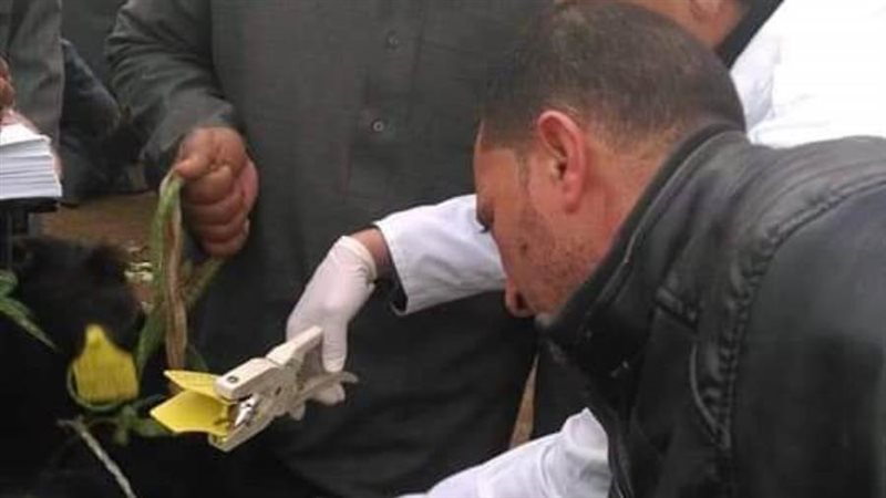 تسجيل وترميم الماشية