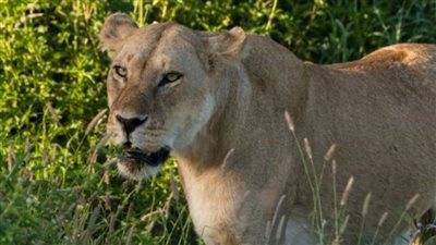 عاجل| الأسود تلتهم ٣ أطفال يرعون أغنامًا