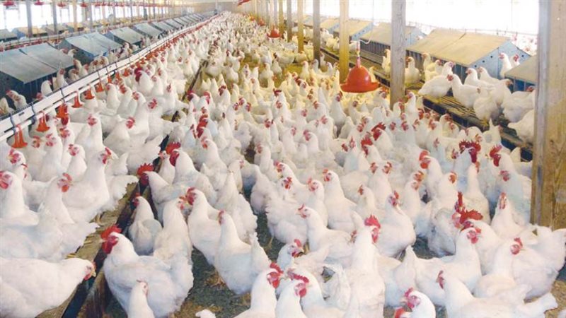 صورة أرشيفة