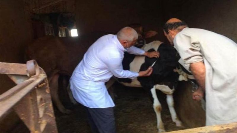 تحصين مواشي