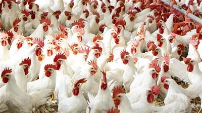 أسعار الدواجن اليوم| تتراوح ما بين 45 وحتى 49 جنيها للدجاجة