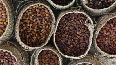 محافظ الوادي الجديد: بيع التمور يخضع لسياسة العرض والطلب