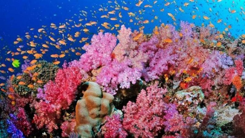 الحديد المرجاني