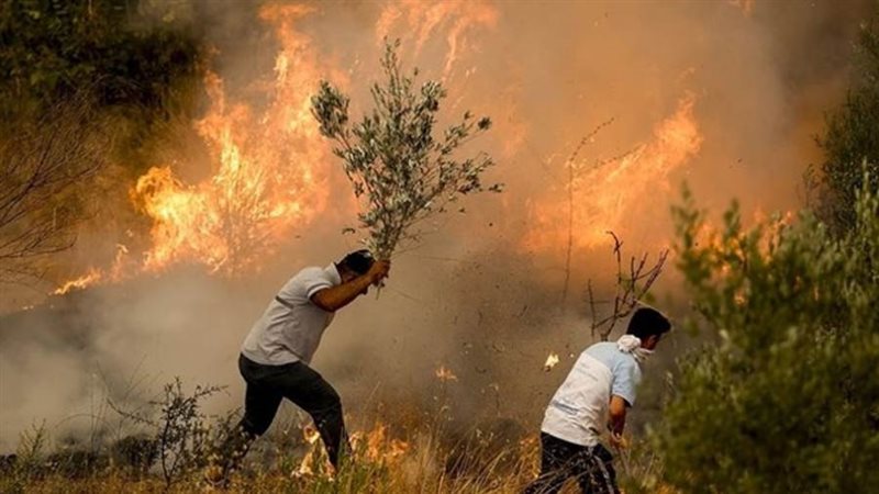 حرائق الغابات