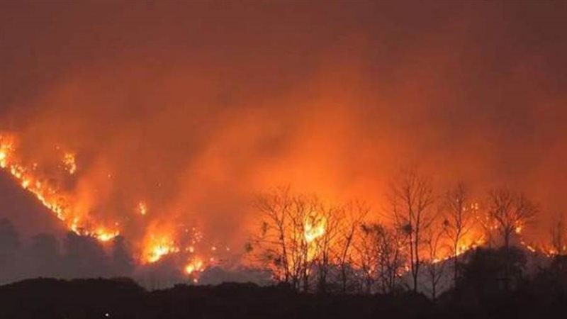 حرائق الغابات