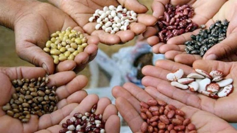 إنتاج التقاوي