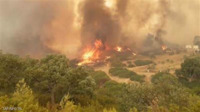 تونس: السيطرة على 13 من حرائق الغابات خلال الأسبوع الجاري