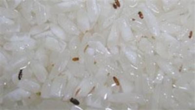 ضبط 5 أطنان أرز تموينى فاسد بحملة مكبرة في القليوبية