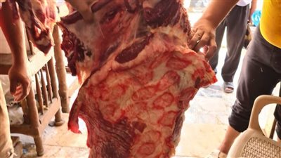 حصيلة الحملات المفاجئة على المحال وأسواق الإسكندرية