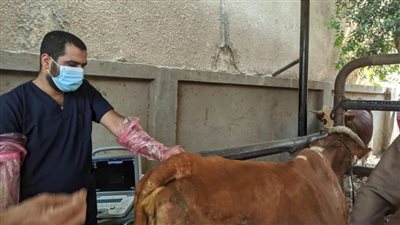 تحصين 79 ألفًا و539 رأسا ضد الحمى القلاعية والوادي المتصدع ببني سويف