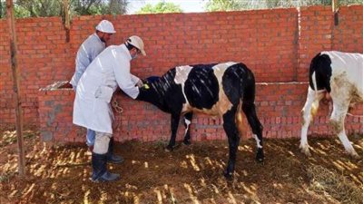 بيطري الشرقية يحصن 175 ألفًا و51 رأس ماشية للوقاية من الحمى القلاعية 