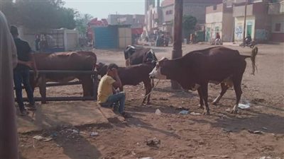 تحصين 80 ألفا و737 رأسا ضد الحمى القلاعية والوادي المتصدع ببني سويف