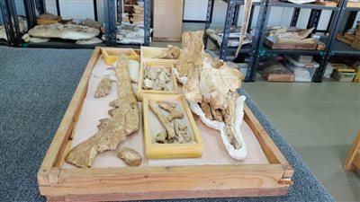 كيف نجحت جامعة المنصورة في اكتشاف حوت برمائي عمره 43 مليون سنة؟