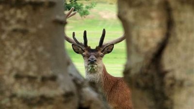 الولايات المتحدة تسجل أول إصابات لغزلان بكورونا في العالم